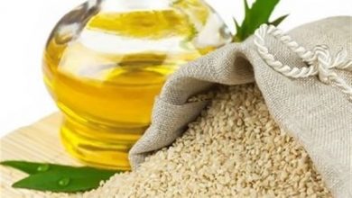 دانه روغنی کاملینا برای نخستین بار در مازندران کشت شد