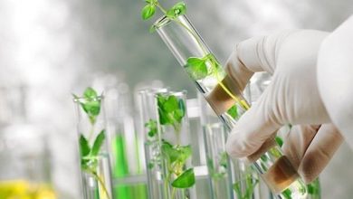 راه اندازی پالایشگاه تولید مواد استاندارد گیاهان دارویی