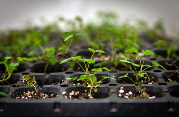 راه‌اندازی پلمپ قرنطینه‌ای محموله‌های گیاهی صادراتی در استان‌ها