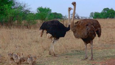 رتبه اول اصفهان در تولید گوشت شترمرغ در کشور