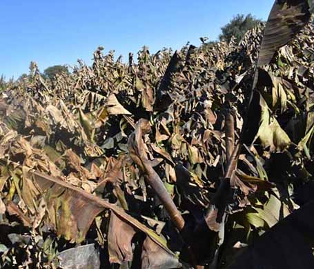 سرما ۵۰۰ هکتار از باغات موز زرآباد کنارک را نابود کرد - روستیران، اولین  پایگاه اطلاع رسانی جامع روستاهای ایران