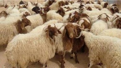 صادرات دام زنده همچنان ممنوع/۴.۱میلیون راس دام مازاد داریم