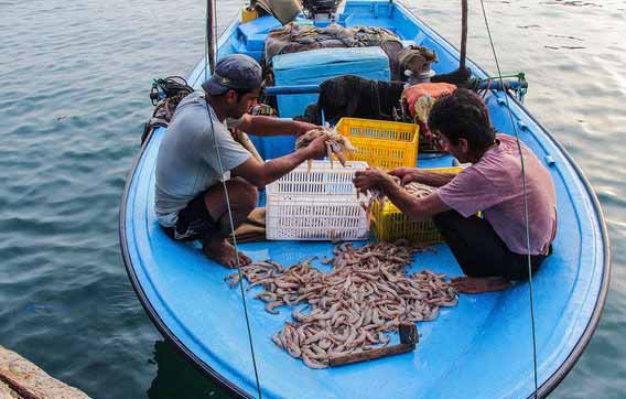 صید میگوی سفید در صیدگاه‌های خوزستان ممنوع می‌شود