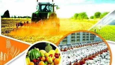 فرصت ویژه برای صادرات محصولات کشاورزی کردستان به ارمنستان