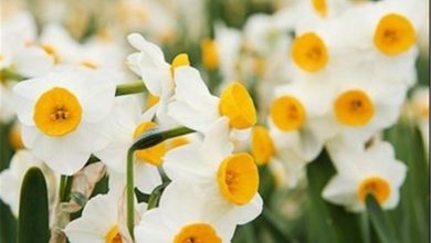 قیمت ناچیز گلُی که عطرش تا فرانسه رسیده است