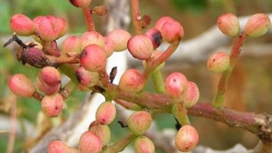 محافظت از گیاهان با کمک نانوذرات نباتی