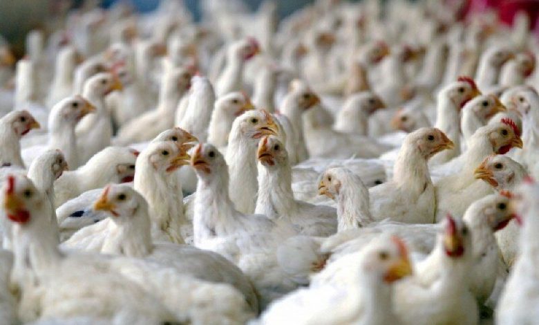 مرغ سایز بر خلاف مرغ‌های سنگین، باقیمانده آنتی‌بیوتیکی ندارد