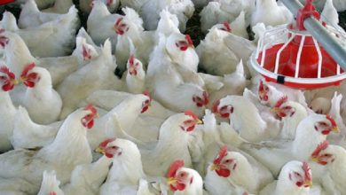 مزایای اقتصادی و سلامت‌محور مصرف مرغ سایز