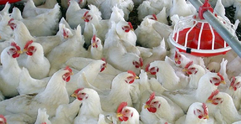 مزایای اقتصادی و سلامت‌محور مصرف مرغ سایز