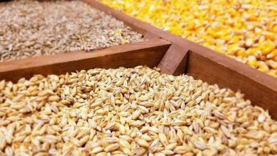 مشکل میزان تولید نیست، مدیریت توزیع نهاده است