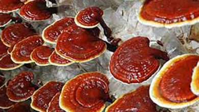 پرورش قارچ گانودرما در کردستان