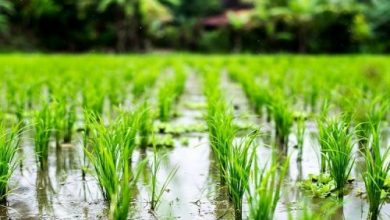 چرا کشت برنج ارقام پرمحصول در شمال گسترش نمی‌یابد؟