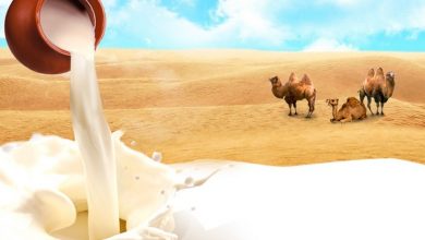 چرخه استفاده از شیر شتر در خراسان جنوبی تکمیل می‌شود