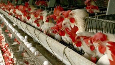 6 مرحله اصلی رشد مرغ های تخمگذار برای مرغداران تازه کار به زبان ساده