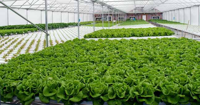 اصفهان پیشرو در تولید محصولات گلخانه‌ای