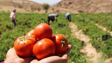 امسال؛ ۳۰۰ هزار تن گوجه فرنگی استان بوشهر وارد بازارهای داخلی و خارجی شد