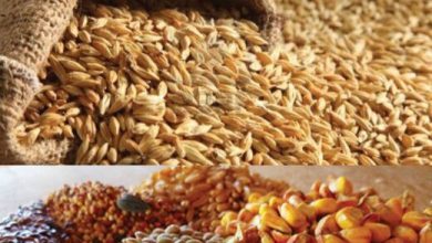 انتقاد واردکنندگان نهاده از شرایط توزیع /به ما برچسب دزد زدند!