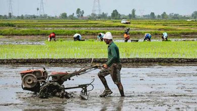 بازگشت محمودآباد مازندران به مسیر توسعه اقتصاد کشاورزی