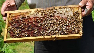 برداشت ۸ تن عسل در بخش رخ شهرستان تربت‌حیدریه