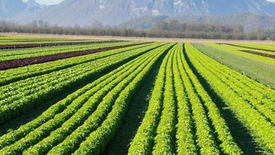 توصیه تغذیه‌ای کشت پاییزه