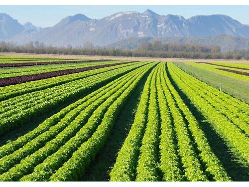 توصیه تغذیه‌ای کشت پاییزه