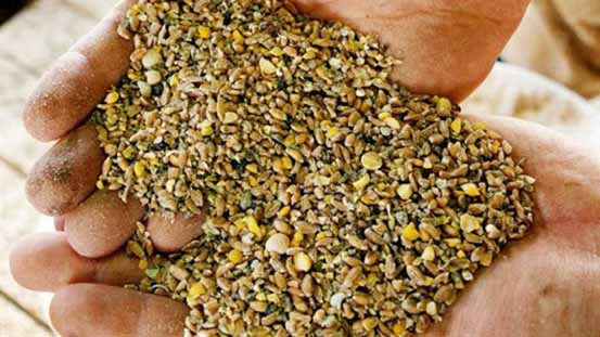 خیز دانش‌بنیان‌ها برای تامین نهاده‌های دامی