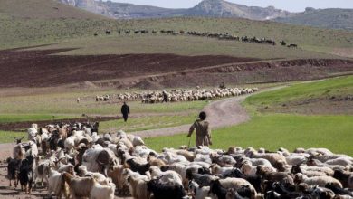 رکورد تولید گوشت توسط عشایر شکسته شد