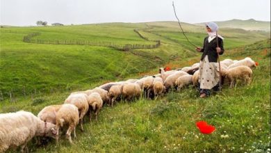 سرانه دام خانوارهای عشایری خراسان شمالی بیش از میانگین کشوری است