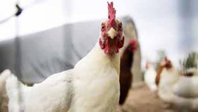 قیمت مرغ در سایر کشورها چند دلار است؟