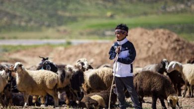 هر نفر عشایر گوشت ۱۶ ایرانی را تامین می کند