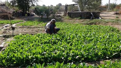هرمزگان نقش مهمی در خودکفایی محصولات کشاورزی دارد