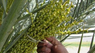 آغاز گرده افشانی نخیلات در کازرون