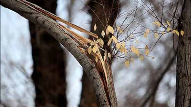 احتمال خسارت به گلخانه ها و شکستن شاخه های درختان