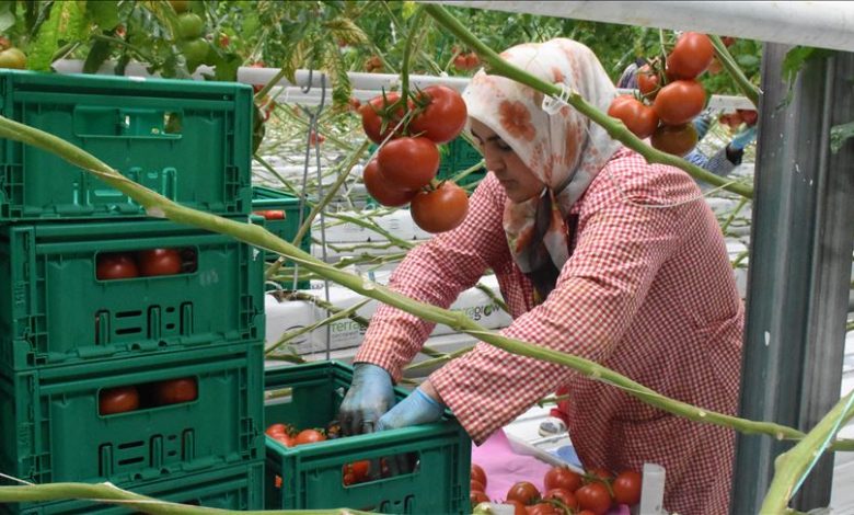 استان اصفهان صاحب رتبه اول صادرات محصولات گلخانه‌ای در کشور