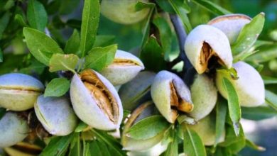 بادام سامان شهرت جهانی دارد