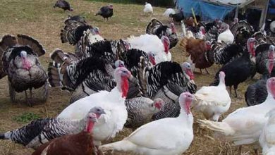 تأثیر پرورش بوقلمون بر روی زندگی زنان خانه دار هندی