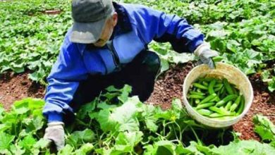 تعاون روستایی بر امور تشکل‌های روستایی و کشاورزی دخالتی ندارد