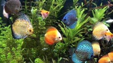 توسعه پرورش ماهیان زینتی اصفهان مستلزم تکمیل زنجیره تولید است