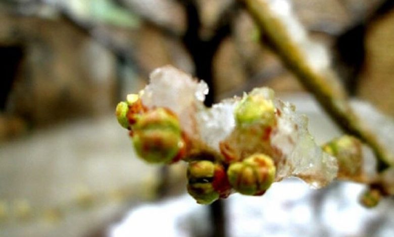 توصیه‌های پژوهشگر مرکز تحقیقات کشاورزی یزد برای مقابله با سرمازدگی درختان