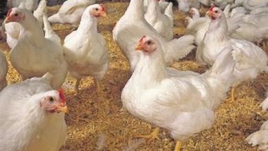تکمیل زنجیره مرغ نیاز اساسی صنعت مرغداری است
