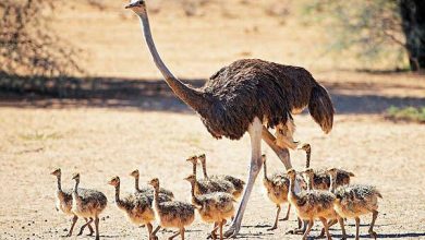 سالانه یک هزار تُن گوشت شترمرغ در اصفهان تولید می‌شود