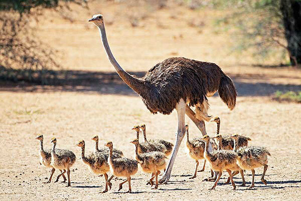 سالانه یک هزار تُن گوشت شترمرغ در اصفهان تولید می‌شود