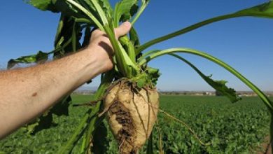 سهم بذر ایرانی چغندرقند از بازار داخلی به ۵۰ درصد افزایش می‌یابد