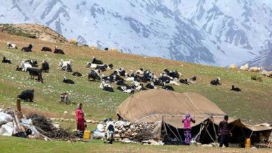 عشایر سالانه ظرفیت تولید ۳۰۰ هزار تن گوشت قرمز را دارند