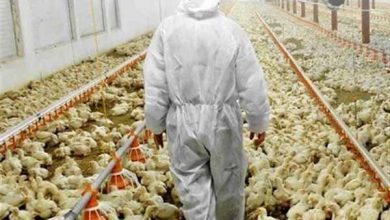 مرغداران خواستار اصلاح فوری قیمت مصوب مرغ شدند