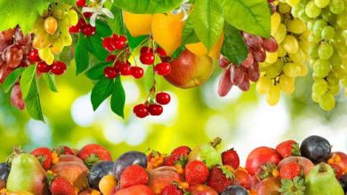میوه از اولویت سبد خرید مردم حذف شد