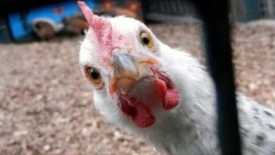 نگاهی به علل گرانی مرغ