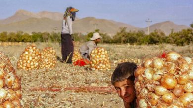 چوب بی‌برنامگی بر تن پیازکاران خراسان شمالی