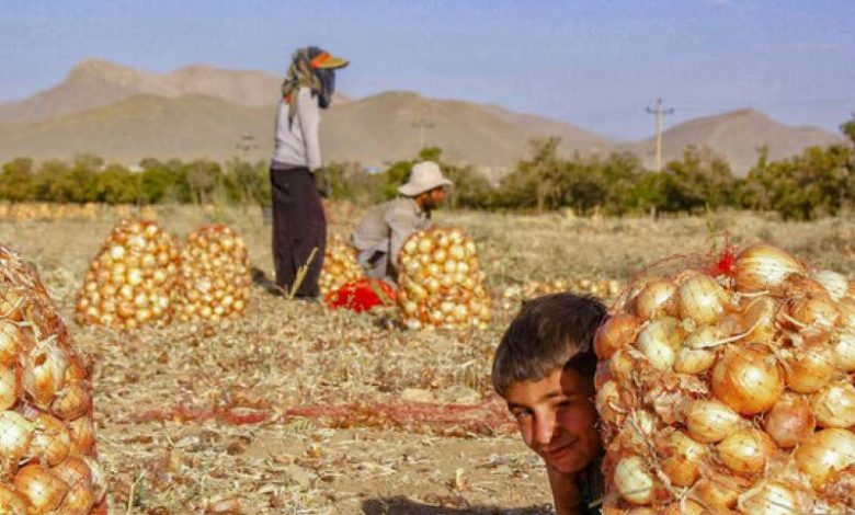 چوب بی‌برنامگی بر تن پیازکاران خراسان شمالی