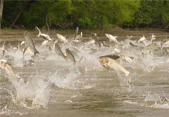 آبزی‌پروری و چالش‌های اقلیمی